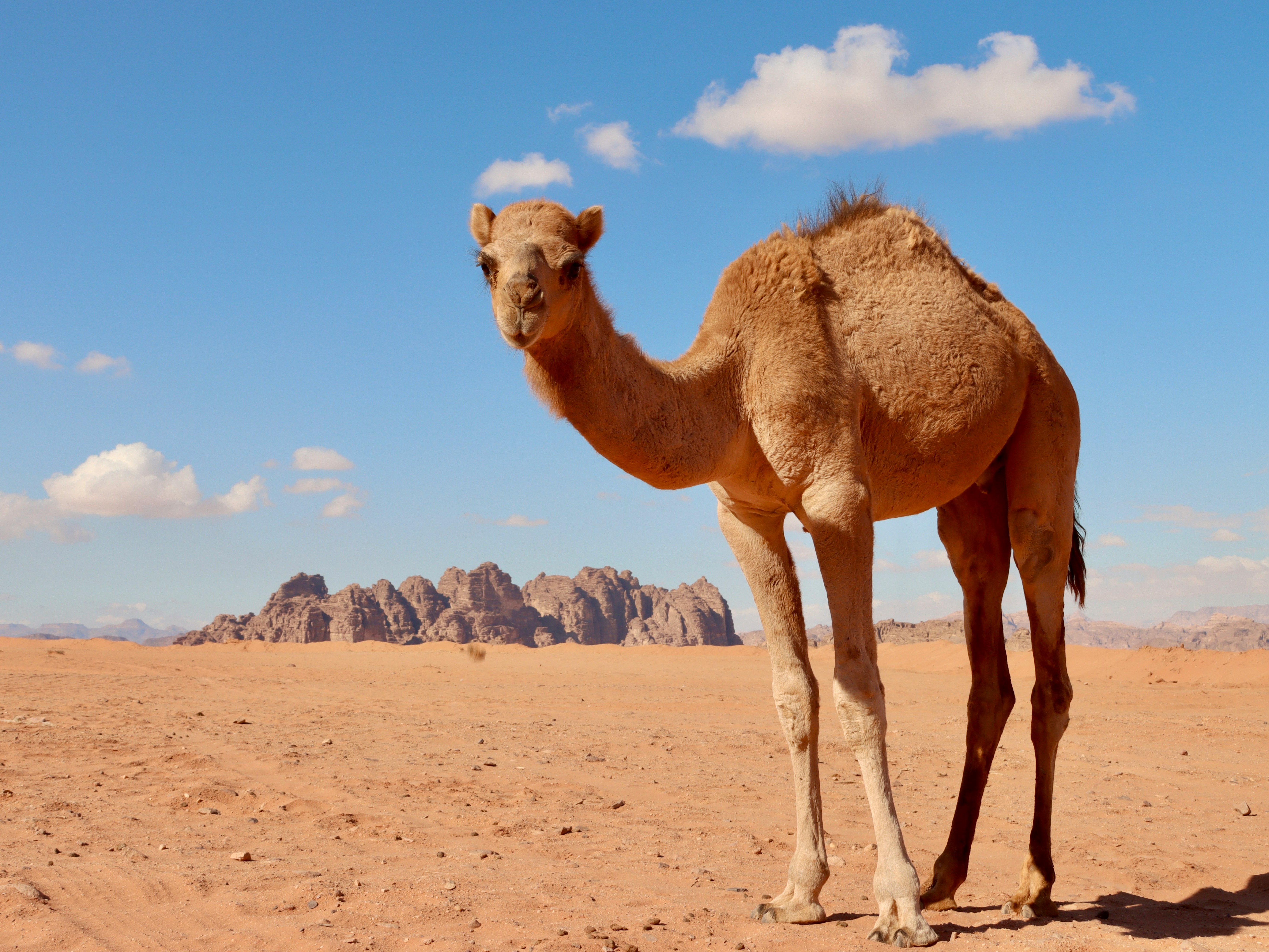 Hundreds of Camels Culled in Australia